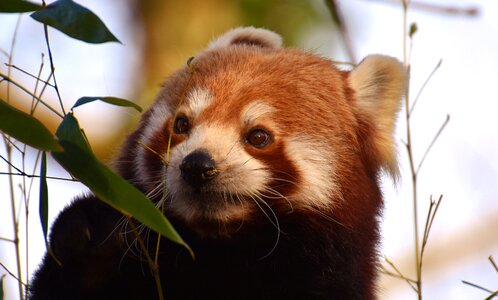 Ailurus fulgens predator mammal