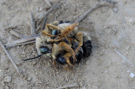 Wild struggle insecta