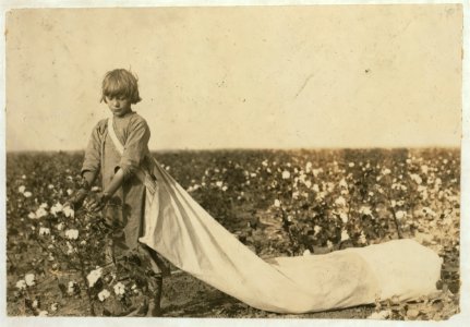 Norma Lawrence is 10 years old and picks from 100 to 150 pounds of cotton a day. Drags the sack which often hold 50 pounds or more before emptied. Lewis W. Hine. See 4569. LOC cph.3a38578