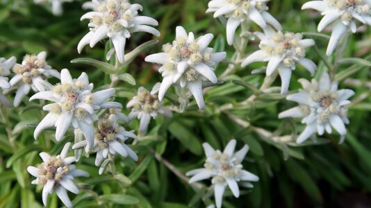 Edelweiss swiss zermatt