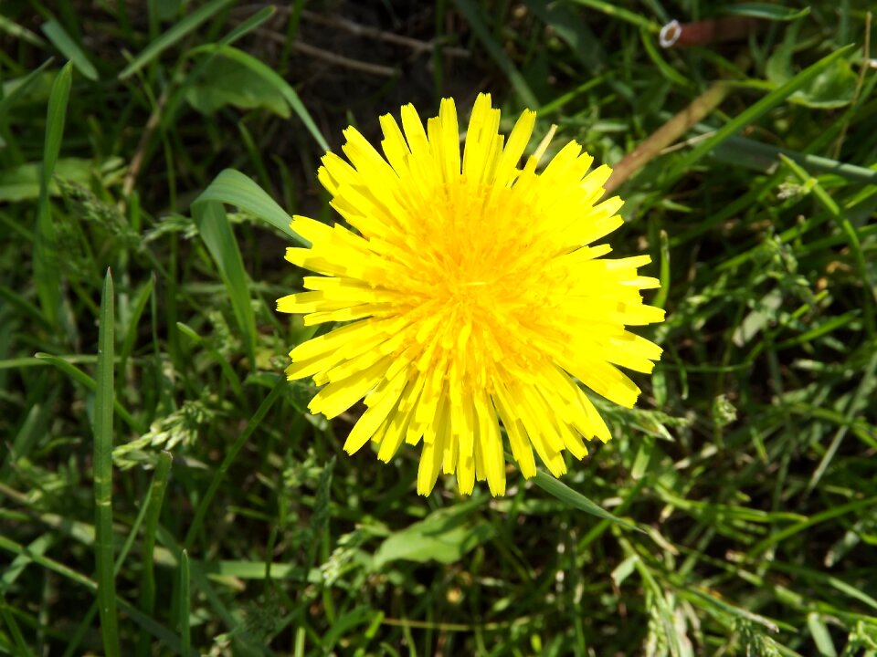 Plant lawn grass