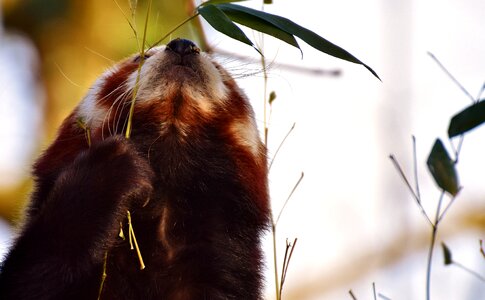 Ailurus fulgens predator mammal