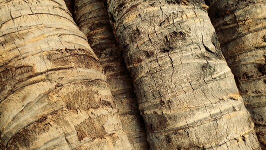 Bark timber lumber photo