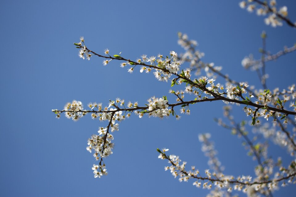 Spring fruit tree tree