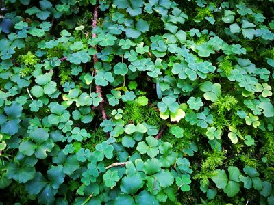 Plant lucky charm auspicious symbols