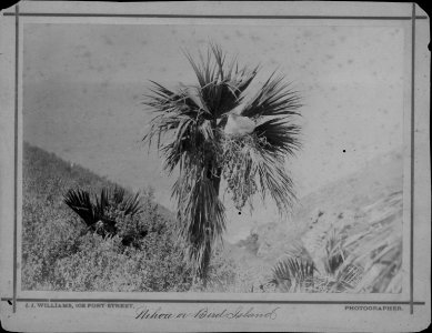 Nihoa or Bird Islands, photograph by J. J. Williams (PP-45-10-007)
