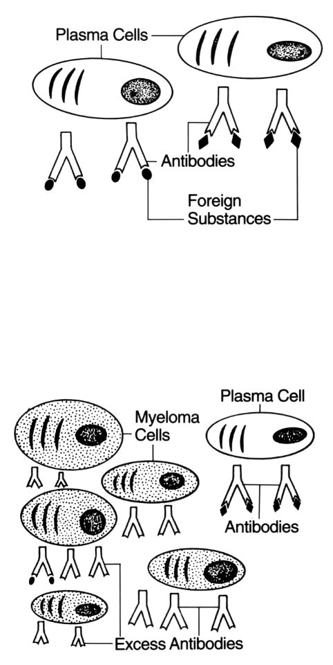 Normal plasma cells and myeloma cells