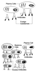 Normal plasma cells and myeloma cells