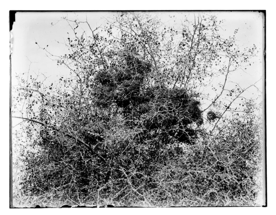 North Palestine botanical trip before 1917 LOC matpc.11579