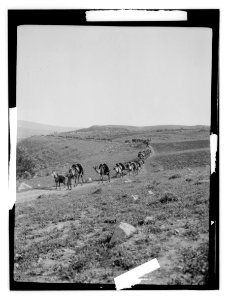 North Palestine botanical trip before 1917 LOC matpc.13477