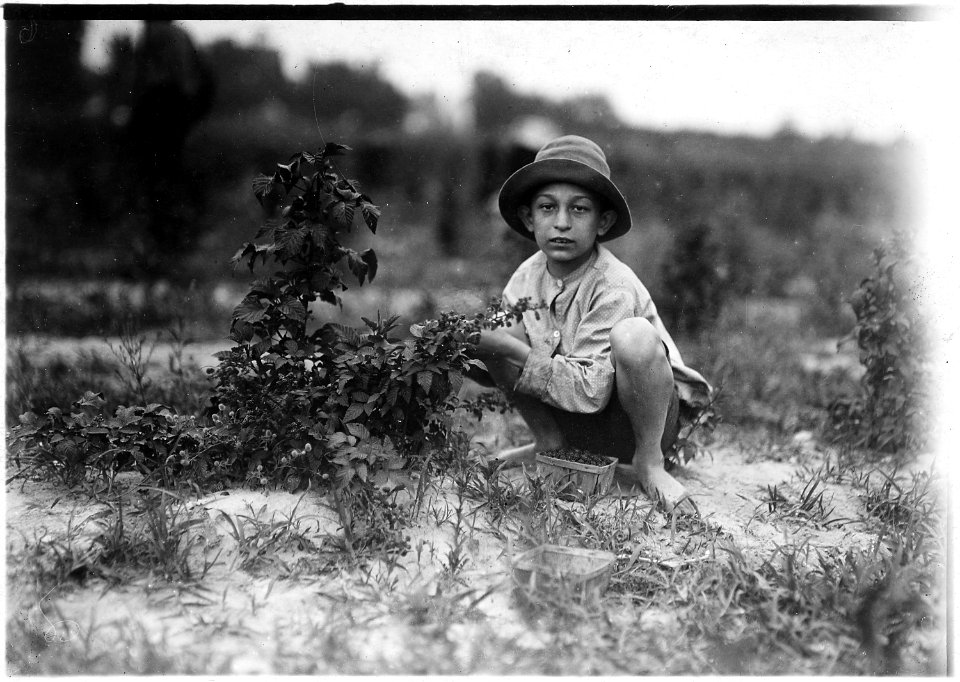 Norris Luvitt. Been picking 3 years in berry fields near Baltimore. - NARA - 523205
