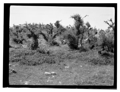 North Palestine botanical trip before 1917 LOC matpc.13483