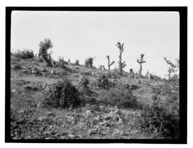 North Palestine botanical trip before 1917 LOC matpc.13485