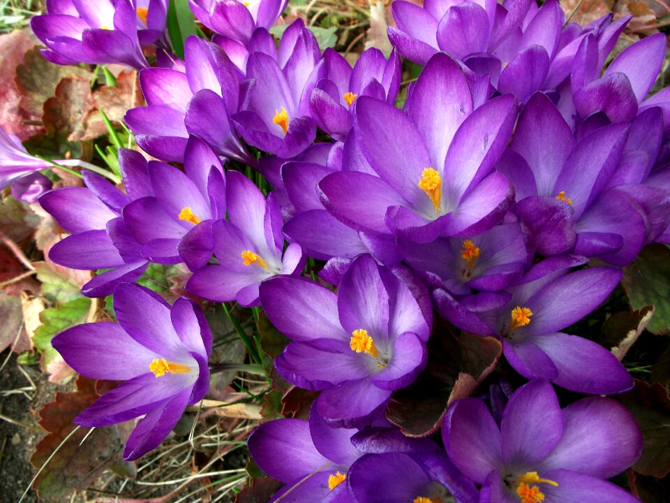 Nature plant blooming