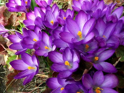 Nature plant blooming