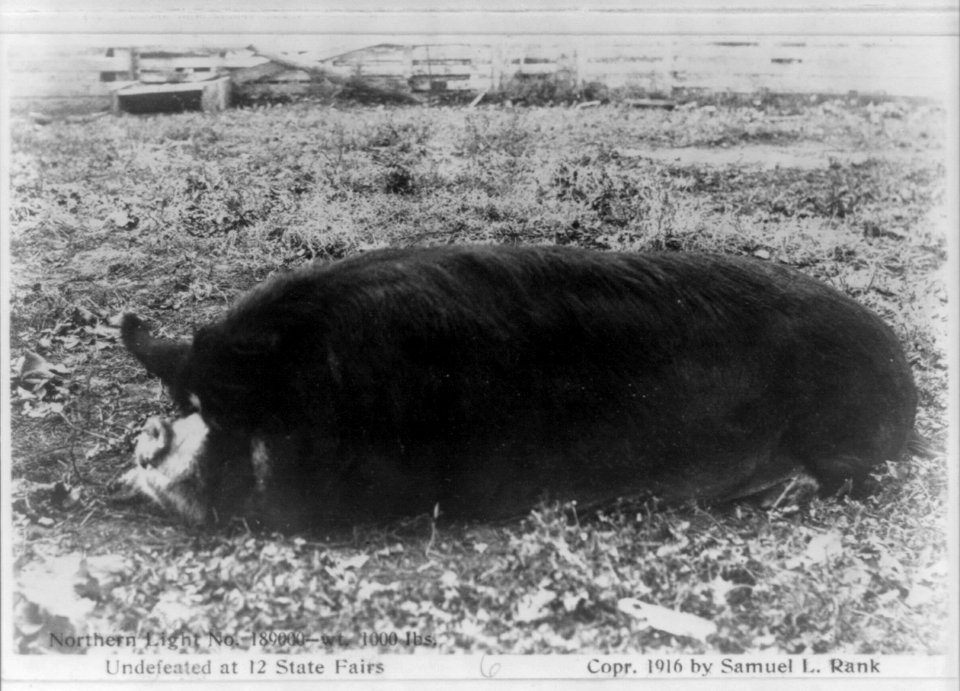 Northern Light (1000 lb. hog) undefeated at 12 state fairs LCCN2016647950
