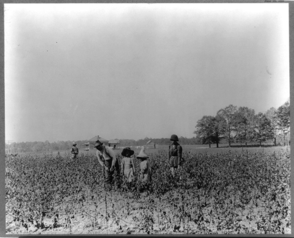 North Carolina, Henderson. Cotton picking LCCN2012648380