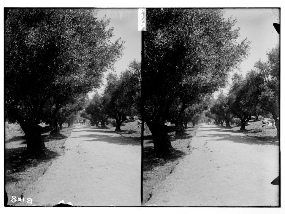 Northern views. Avenue of olive trees LOC matpc.05522