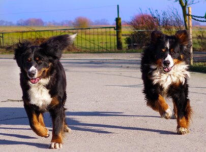 Two two dogs dogs photo