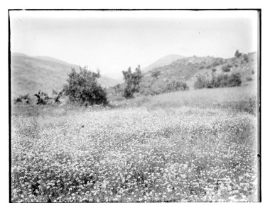 North Palestine botanical trip before 1917 LOC matpc.11582