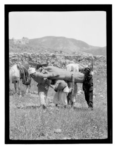 North Palestine botanical trip before 1917 LOC matpc.13480
