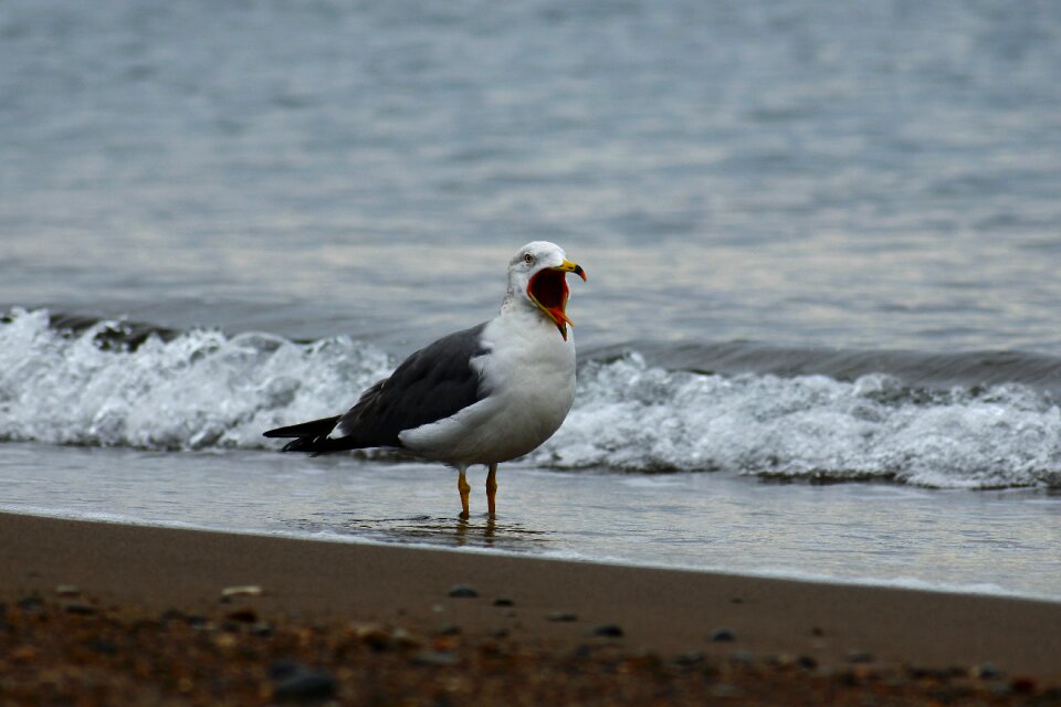 Wave seabird sea gull