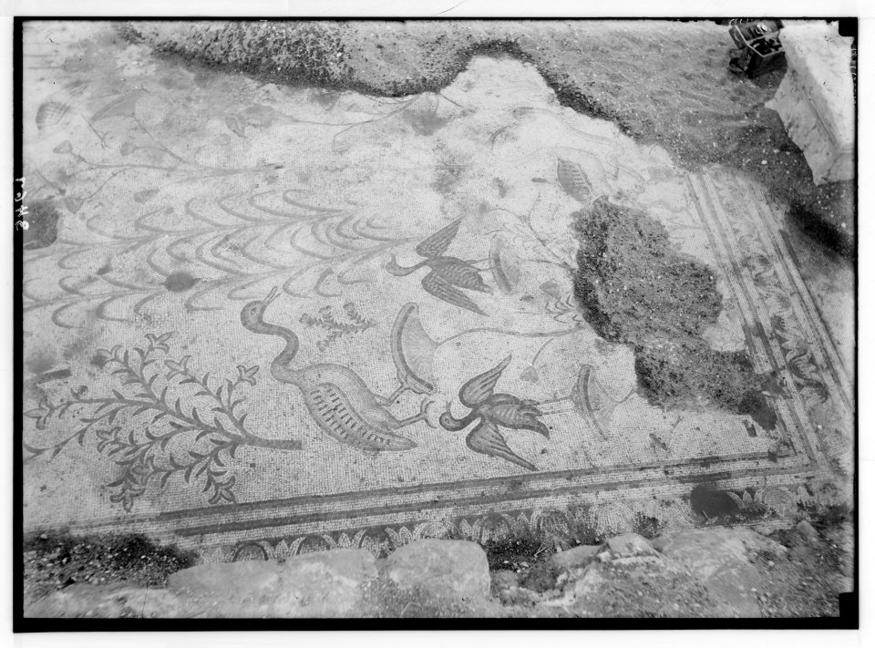 Northern views. Ain Tabgha. Mosaic floor. Water fowl, etc. LOC matpc.02801