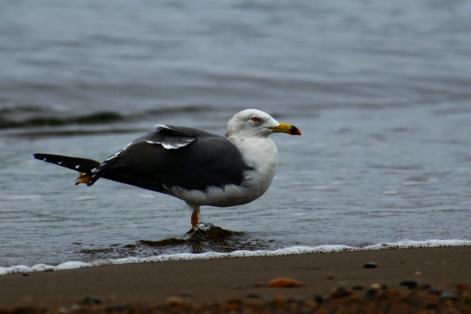 Wave seabird sea gull