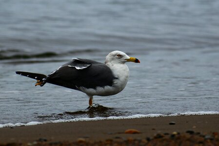 Wave seabird sea gull photo