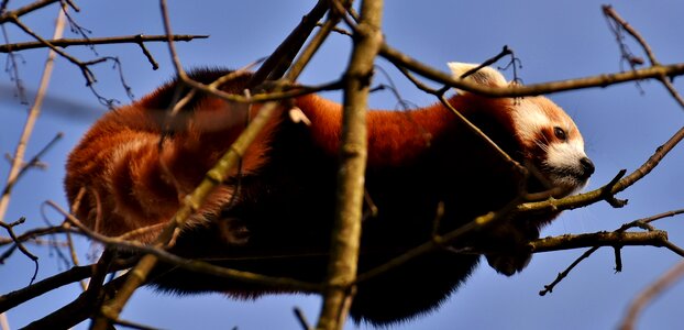 Ailurus fulgens predator mammal