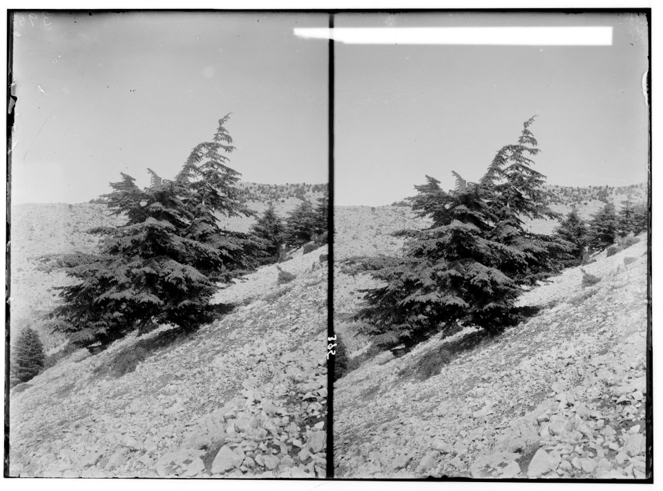Northern views. Cedars of Lebanon near Baruk LOC matpc.01130