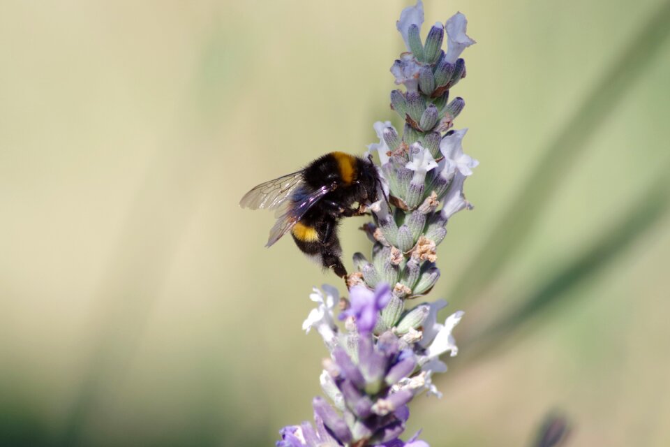 Insect flower plant