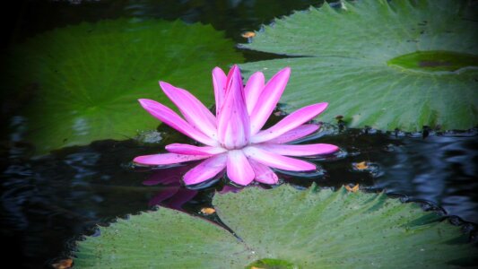 Flower waterlily water
