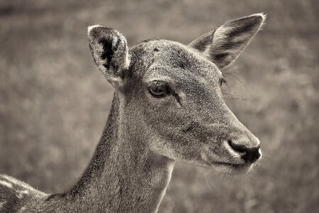 Wildlife park eat portrait