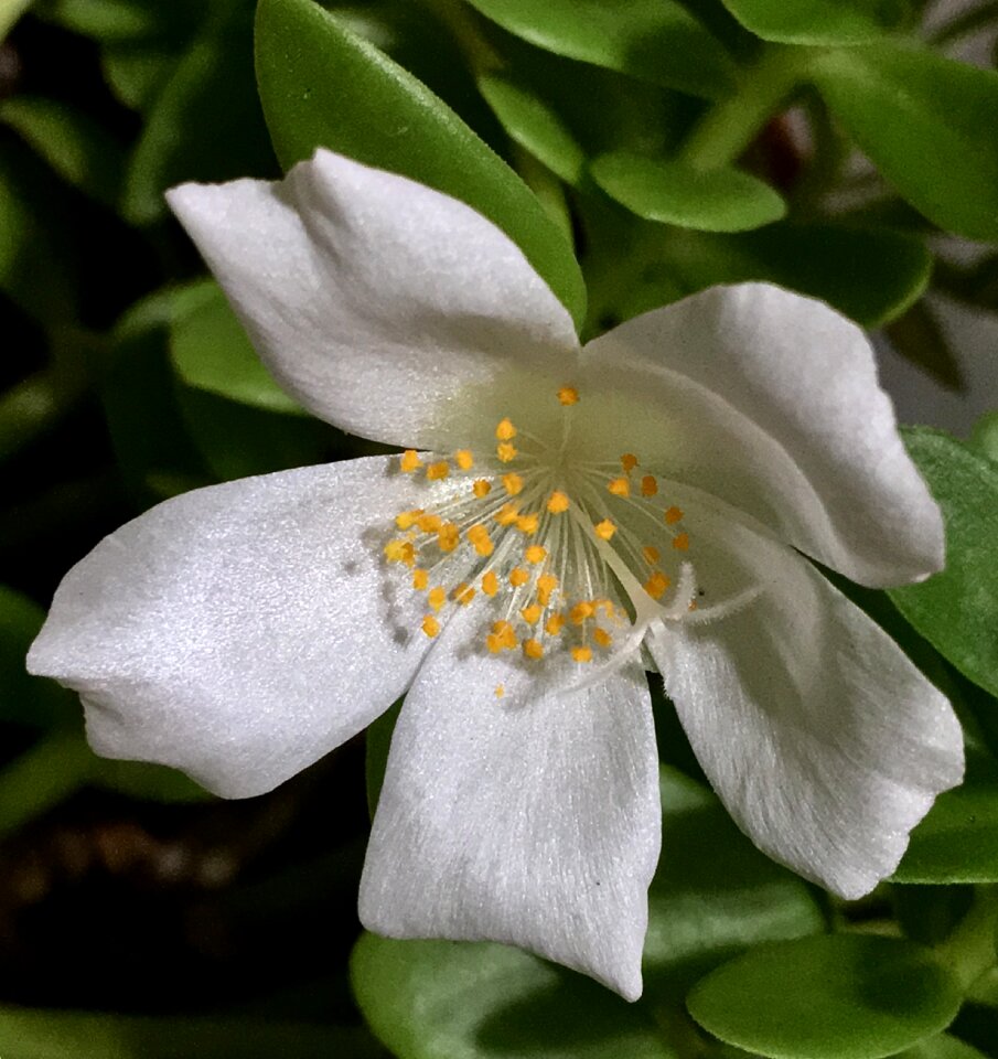 White petals nature