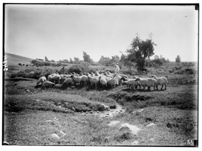 Northern views. Pastoral scene on Sharon LOC matpc.02808