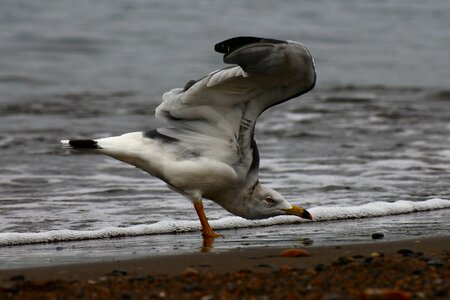 Wave seabird sea gull