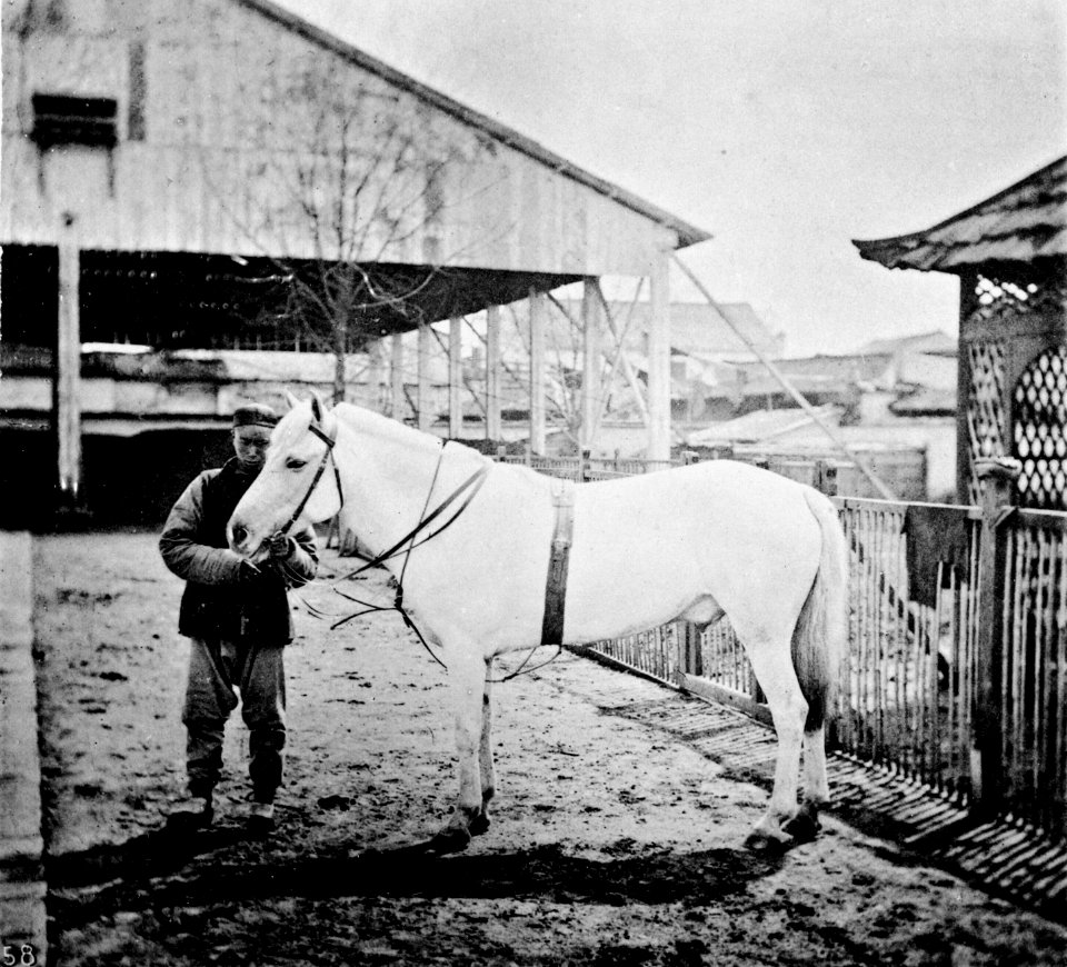 NORTH CHINA PONY