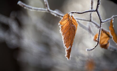Winter leaf nature photo