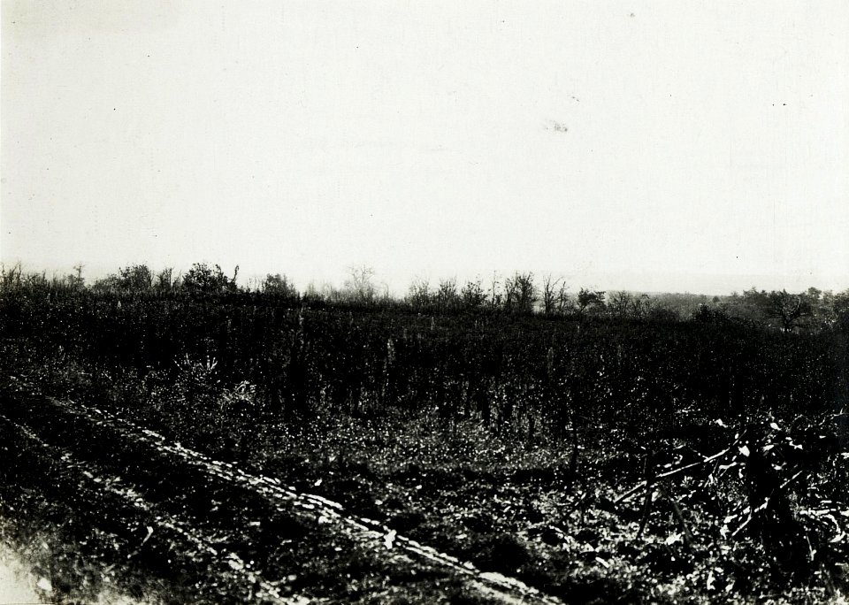 Nordausgang Zwiniacze, Südost (BildID 15429959)