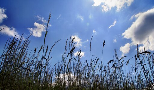 Field sun meadow photo