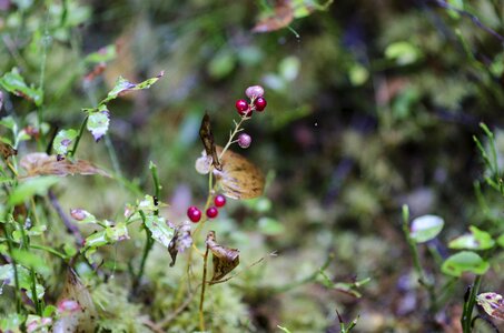 Nature autumn red berries photo