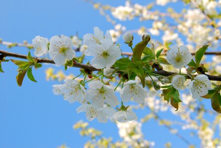Cherry blossom spring white