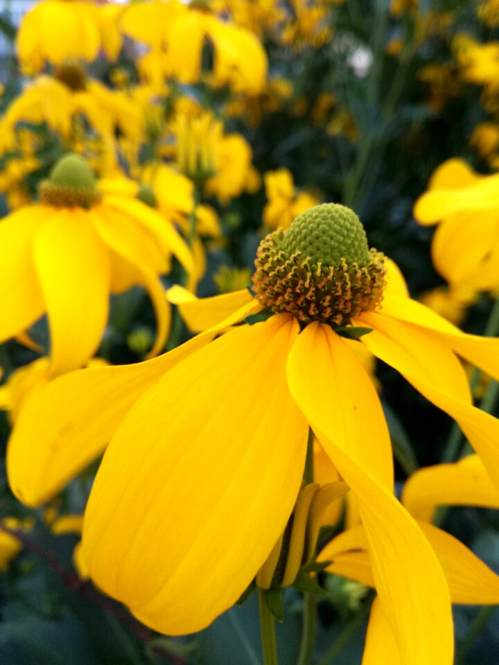 Rudbeckia nitida flower yellow