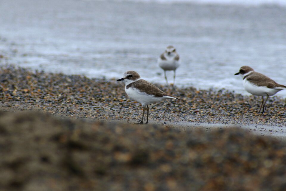 Wave wild birds little bird