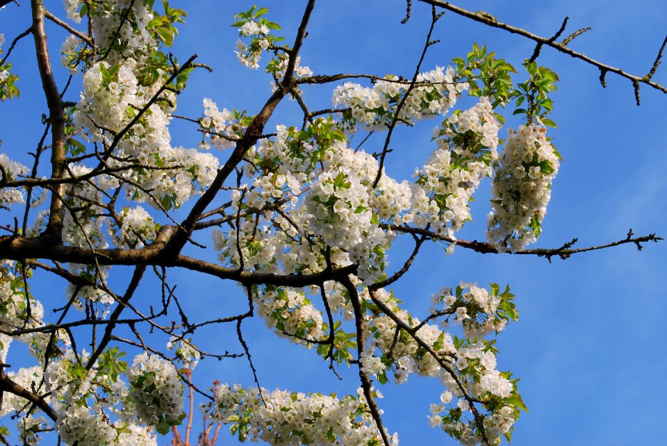 Cherry blossom white white blossom