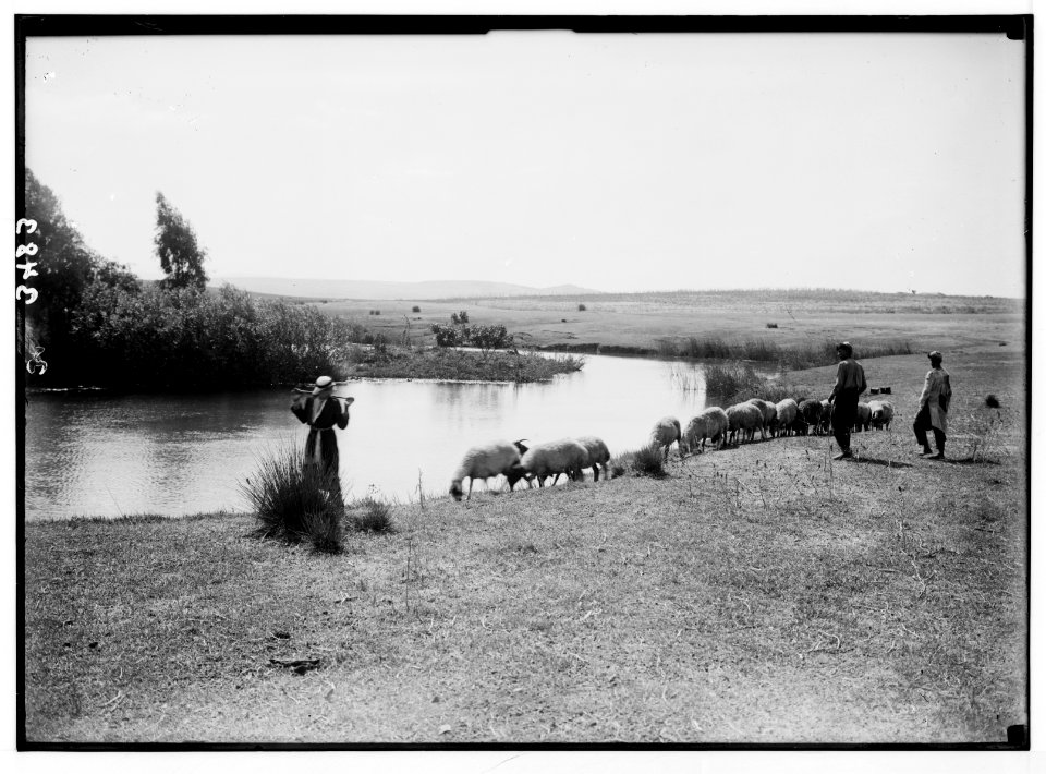 Northern views. Ras el Ain. 'Antipatris.' Source of the river Auja. Picturesque setting with sheep and shepherd LOC matpc.02807