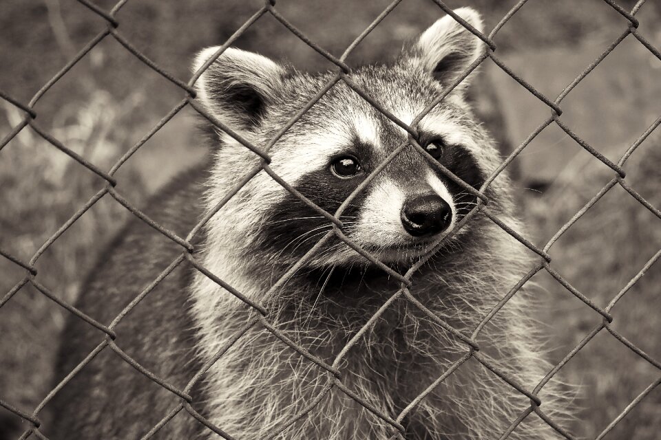 Fur furry animal world