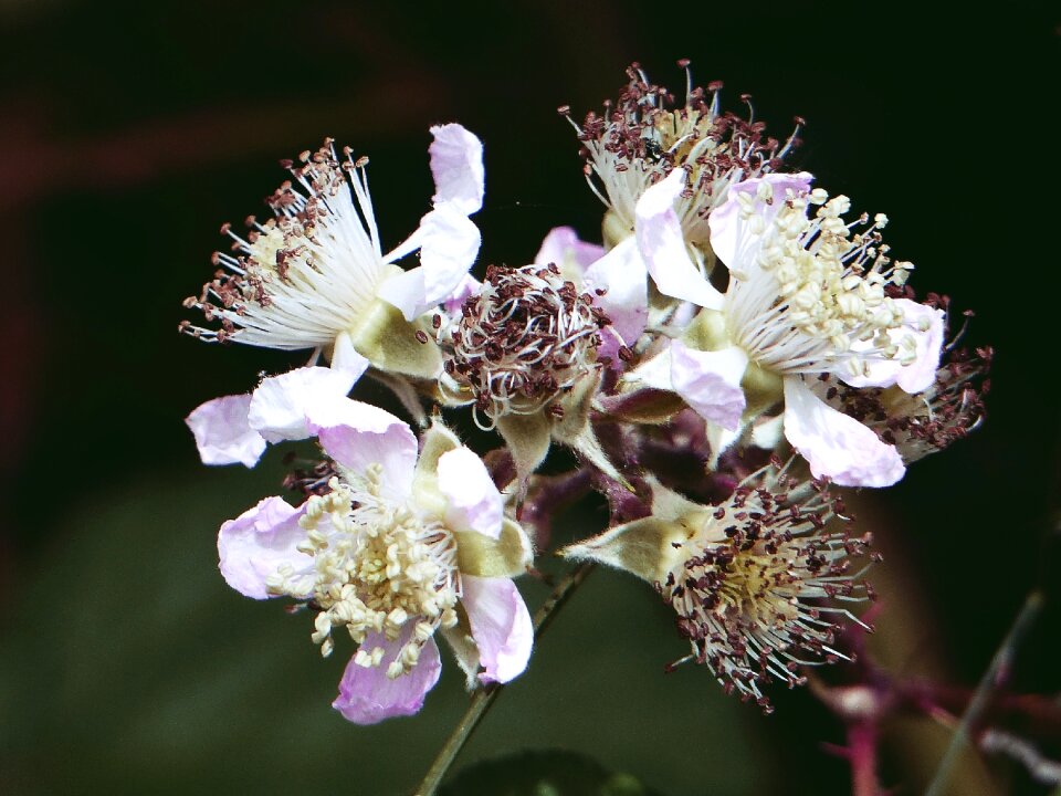 Bramble berry garden