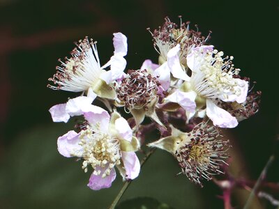 Bramble berry garden